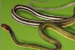 大花蛇最近爆料视频播放,揭秘幕后真相，引发网友热议