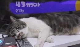 陪玩爆料胖猫视频,视频揭秘萌宠欢乐时光