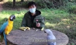 啄木鸟师傅爆料视频,视频爆料背后的惊人真相