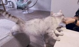陪玩爆料胖猫视频,视频揭秘萌宠欢乐时光