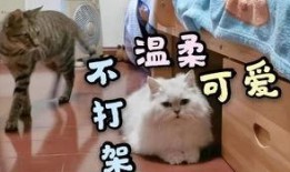 陪玩爆料胖猫视频,视频揭秘萌宠欢乐时光