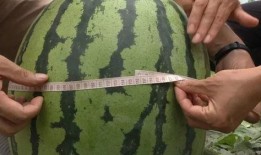 功夫在线观看西瓜,领略中华武术魅力，体验热血沸腾的武侠世界