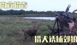 工作狩猎在线观看,揭秘神秘狩猎世界