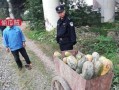温县网红吃瓜事件视频,一场网络狂欢背后的真相揭秘