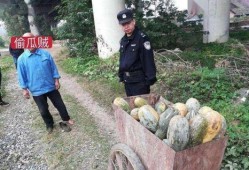 温县网红吃瓜事件视频,一场网络狂欢背后的真相揭秘