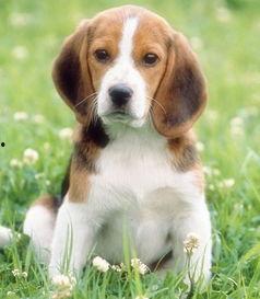 娱乐吃瓜酱精神抚慰犬,陪你度过欢乐时光的治愈伙伴